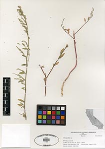 Herbarium Sheet of 